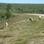 Saariselän Marjamajat Sopuli Huoneisto
